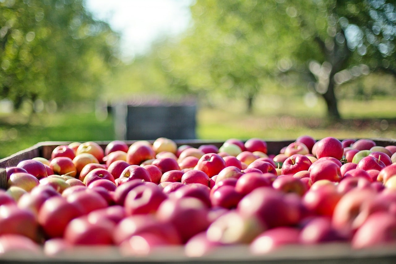 agromarketing digital manzana apple