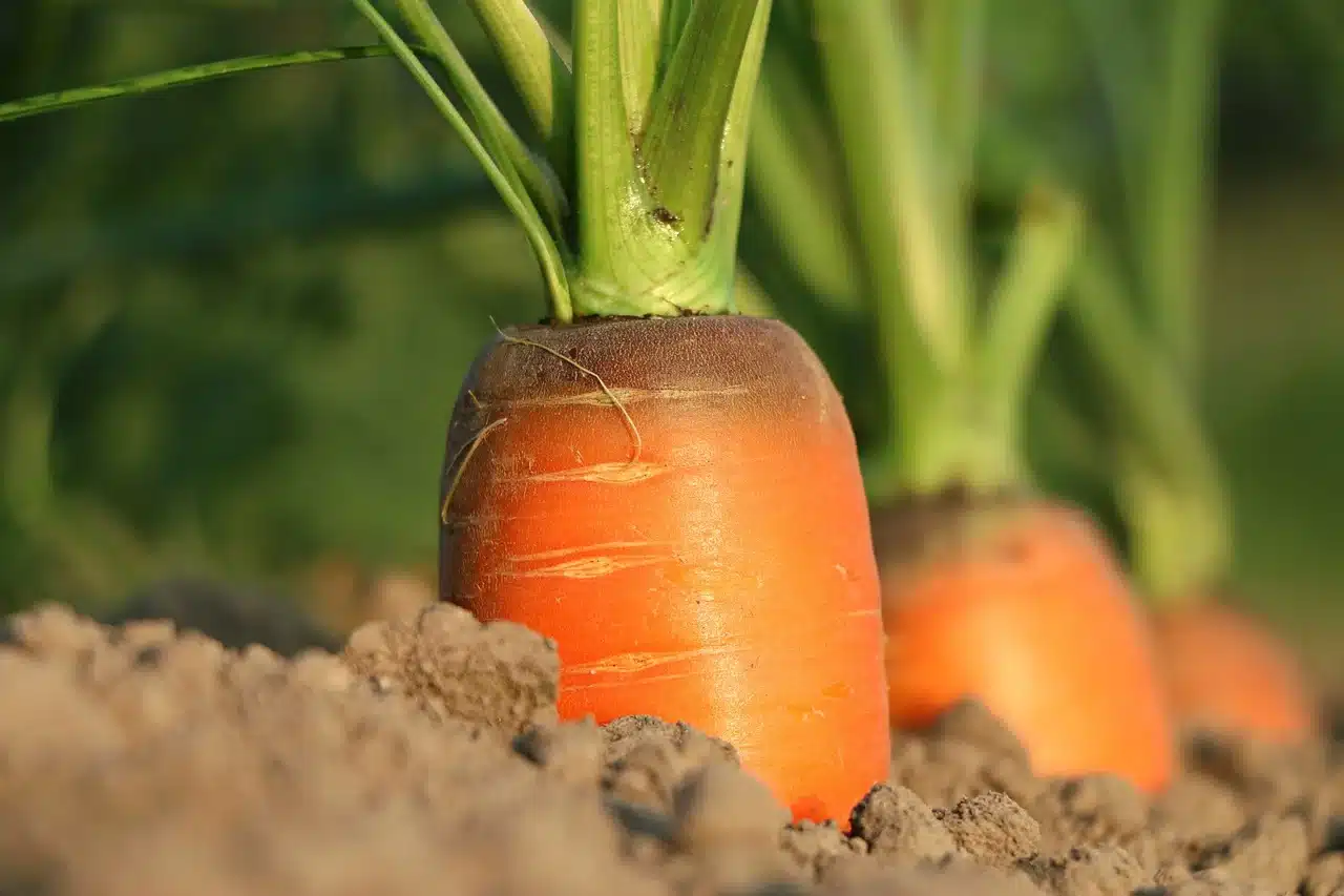 agromarketing digital zanahorias carrot